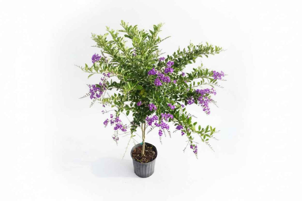 Sapphire Showers 50cm - 70cm