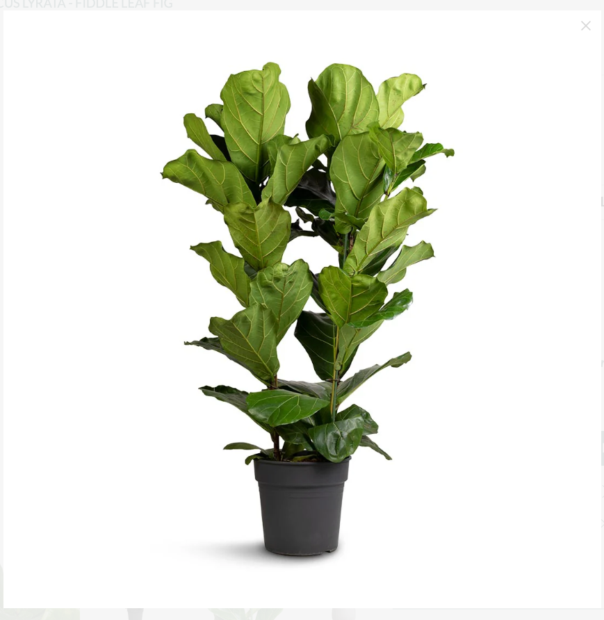 Fiddle Leaf - 3PP - 1mtr - 1mtr Ficus Lyrata