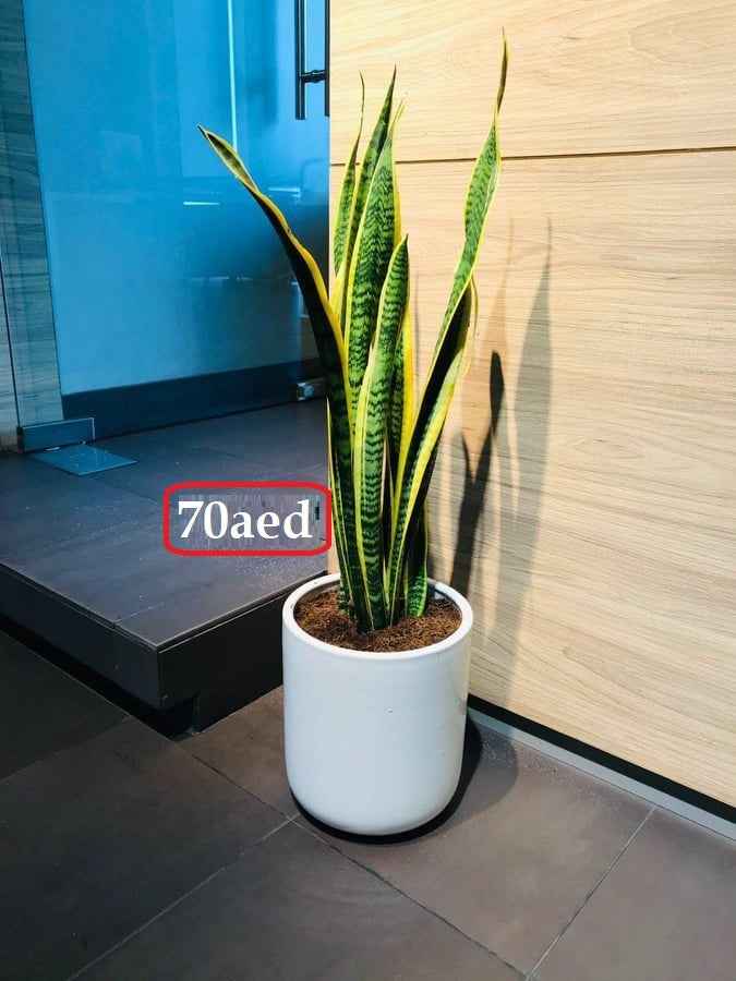 Sansevieria / Snake Plant indoor (40cm - 50cm)