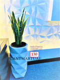 Sansevieria/Snake plant (L)/CERAMIC pot