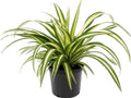Spider plant (plastic pot) 30cm