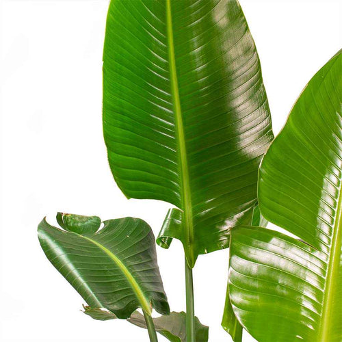 Bird of Paradise Strelitzia Nicolai -  1.1mtr-1.2mtr