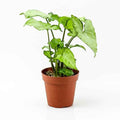 Syngonium podophyllum 30cm-35cm