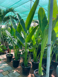Traveller's Palm Plant 180cm-200cm | Indoor & Outdoor | Ravenala madagascariensis | Plantsmom.ae