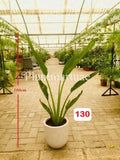 Travelers Palm Indoor Plant in Ceramic Pot - Medium 1 Meter