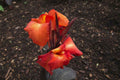 Tropicana Black Canna Water Plant 40cm - 60cm