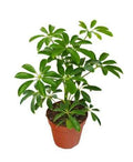 Umbrella Plant - 40cm | indoor plant | Best Online Plant shop | PlantMartAE.com Schefflera Arboricola