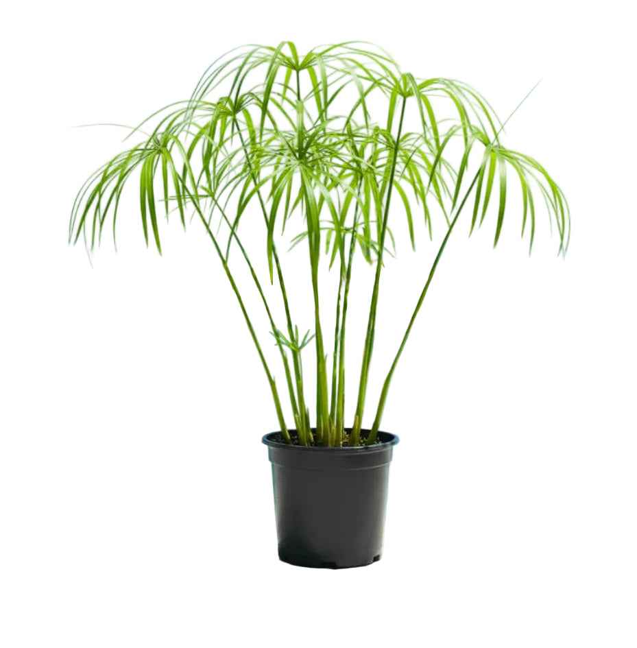 Cyperus Alternifolius "Umbrella Papyrus"