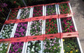 Vinca (each box)
