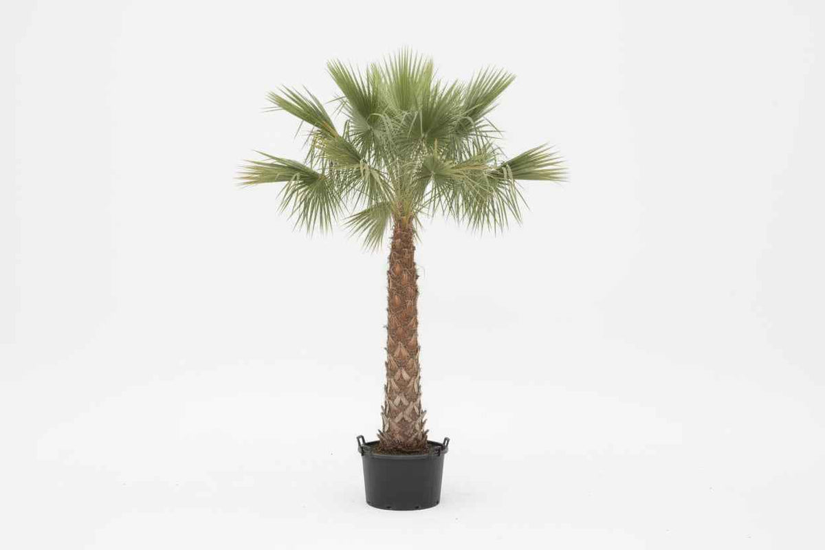 Wax Palm 2mtr - 2.5mtr for Gorgeous Home Decor and Landscaping