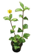 Wedelia Live Plant - 10 cm Lively Decoration for Home and Garden