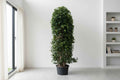 Weeping Fig Bushy 1.8Mtr - 2Mtr  | indoor plant | Benjamin fig or ficus tree | Best Online Plants | PlantMartUAE.com