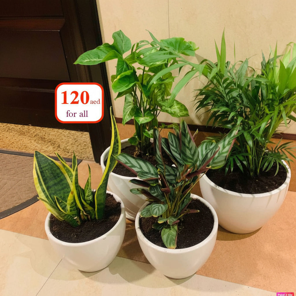 4 Potted Indoor Plants in Ceramic pots