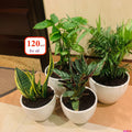 4 Potted Indoor Plants in Ceramic pots
