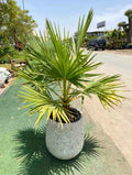Washingtonia Large in CERAMIC Pot