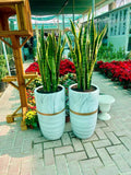 Sansevieria/Snake Plant - Ceramic Pot (overall size: 110cm)
