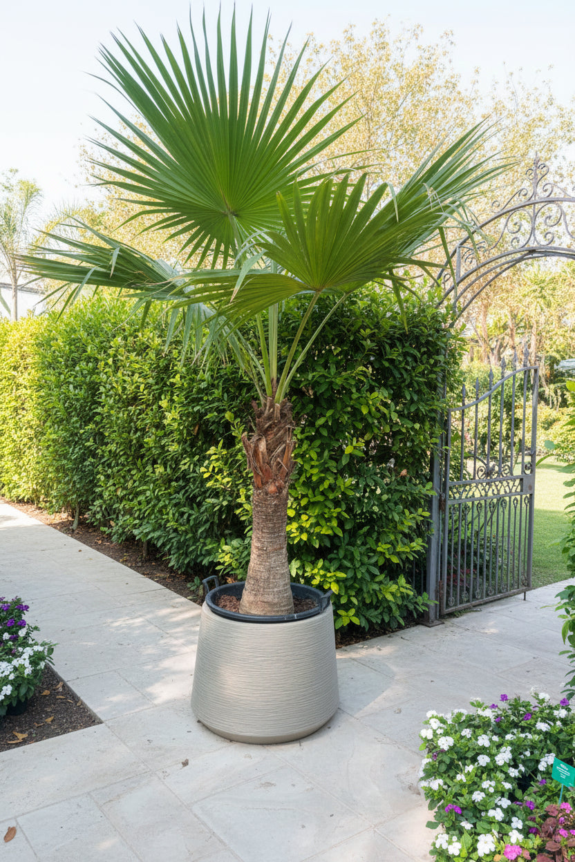 Wax Palm 3mtr - 3.5mtr in Large Fiberclay Pot | Outdoor Plant | Plantsmom.ae
