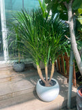 Yucca Multi-Trunk in FiberClay Pot ( overall 160cm-170cm ) | Plantsmom.ae