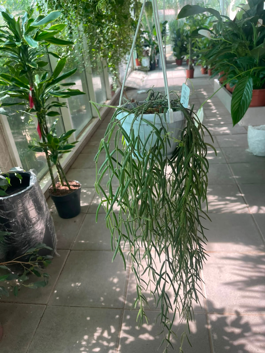 Hanging Rhipsalis 80cm (Mistletoe Cactus) in White Pot - Healthy Trailing Plant