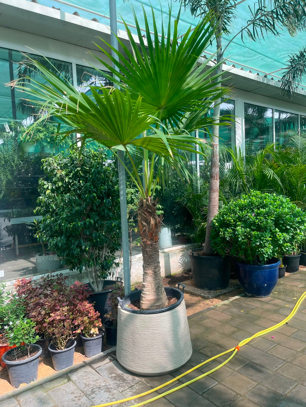 Wax Palm 3mtr - 3.5mtr in Large Fiberclay Pot | Outdoor Plant | Plantsmom.ae