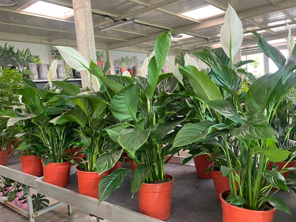 Peace Lily XL HOLLAND | 1 mtr -1.1 mtr | Indoor Plants | Plantsmom.ae