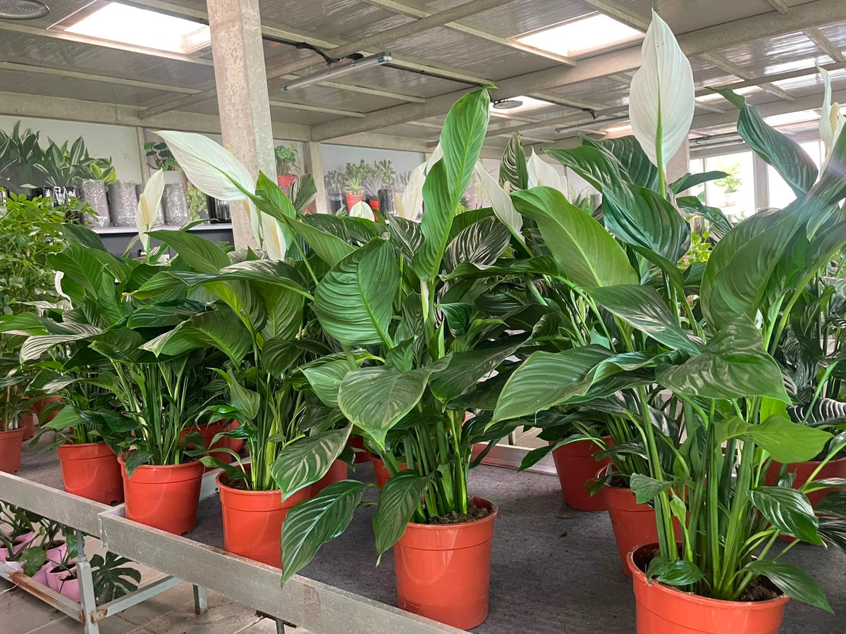 Peace Lily XL HOLLAND | 1 mtr -1.1 mtr | Indoor Plants | Plantsmom.ae
