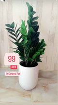 ZZ Plant POTTED in Ceramic Pot (50cm-60cm)