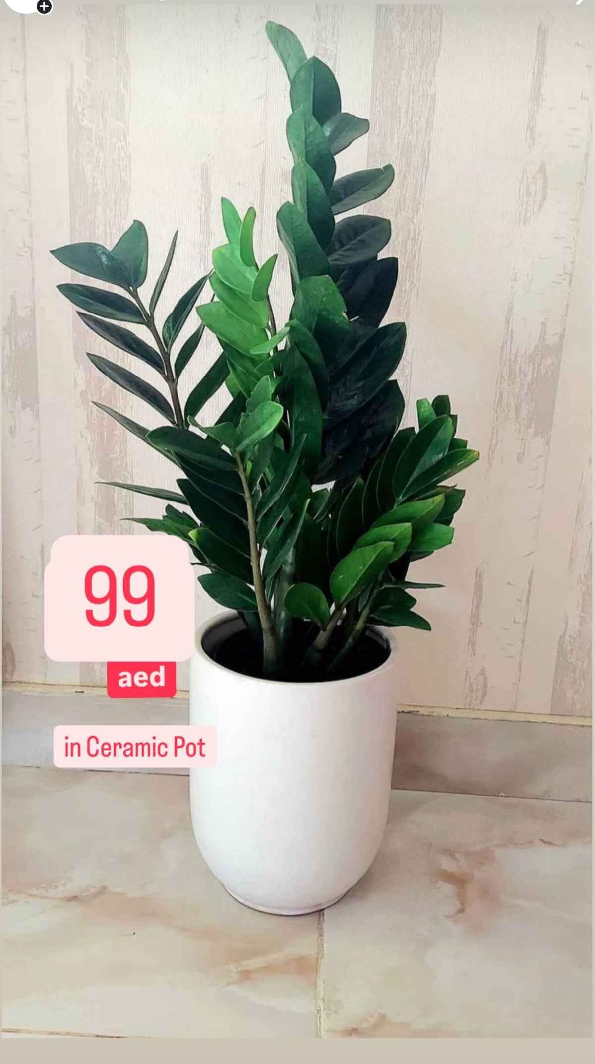 ZZ Plant POTTED in Ceramic Pot (50cm-60cm)