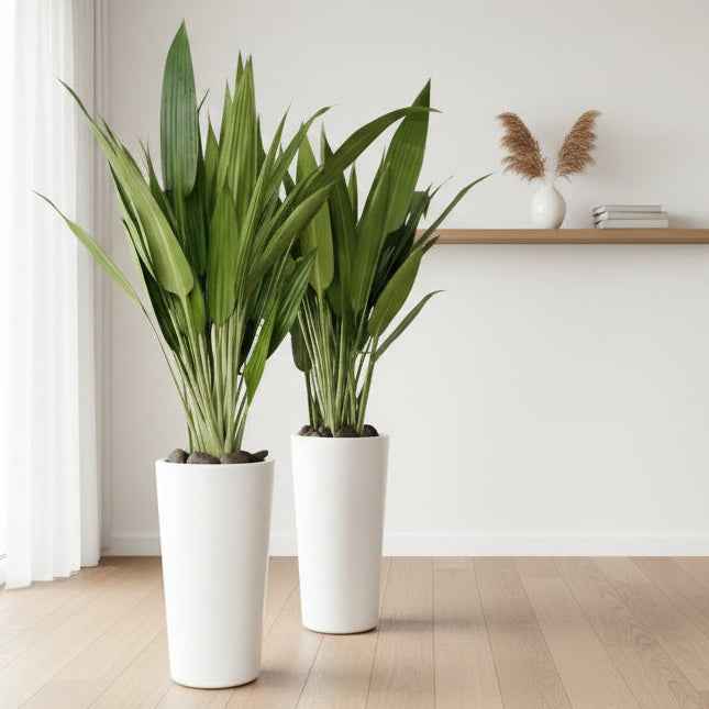 Lance Dracaena in Ceramic Pot (150cm+ Overall) | Dracaena Aubryana Indoor Plant | Cast Iron Plant |