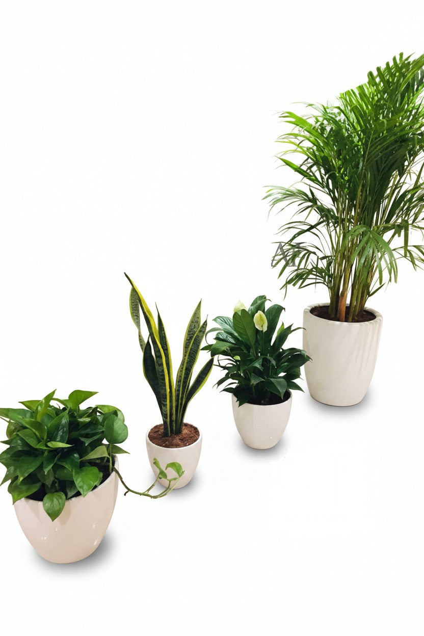 Set of 4 Air Purifying Plants in Ceramic Pots | Indoor Plants