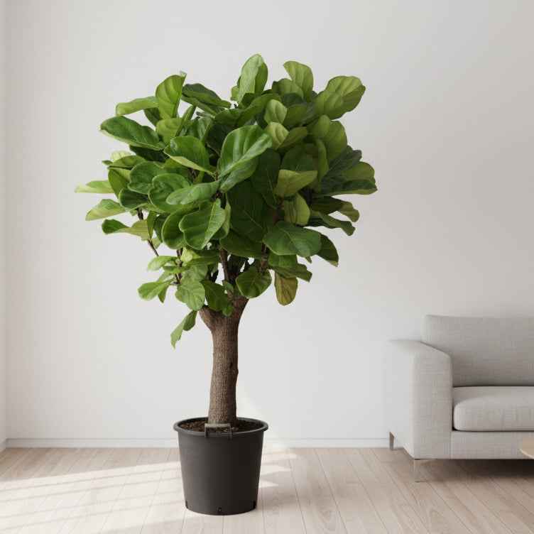 Fiddle Leaf Fig Thick Trunk