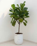 Fiddle Fig - Fiber Pot 1.8 mtr - 2.0 mtr