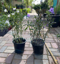 Ruellia medium 40cm - 60cm