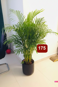 Areca Palm 150cm-160cm in Black CERAMIC pot