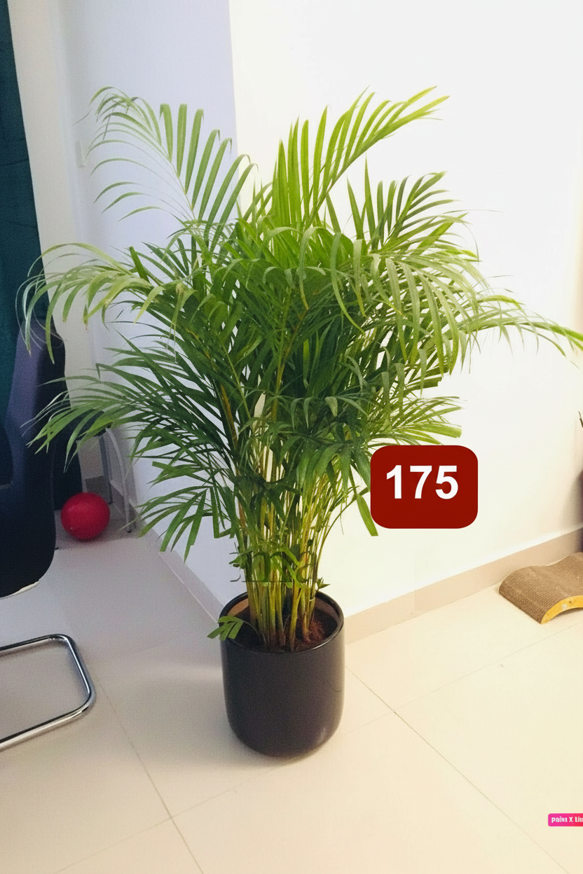 Areca Palm 150cm-160cm in Black CERAMIC pot