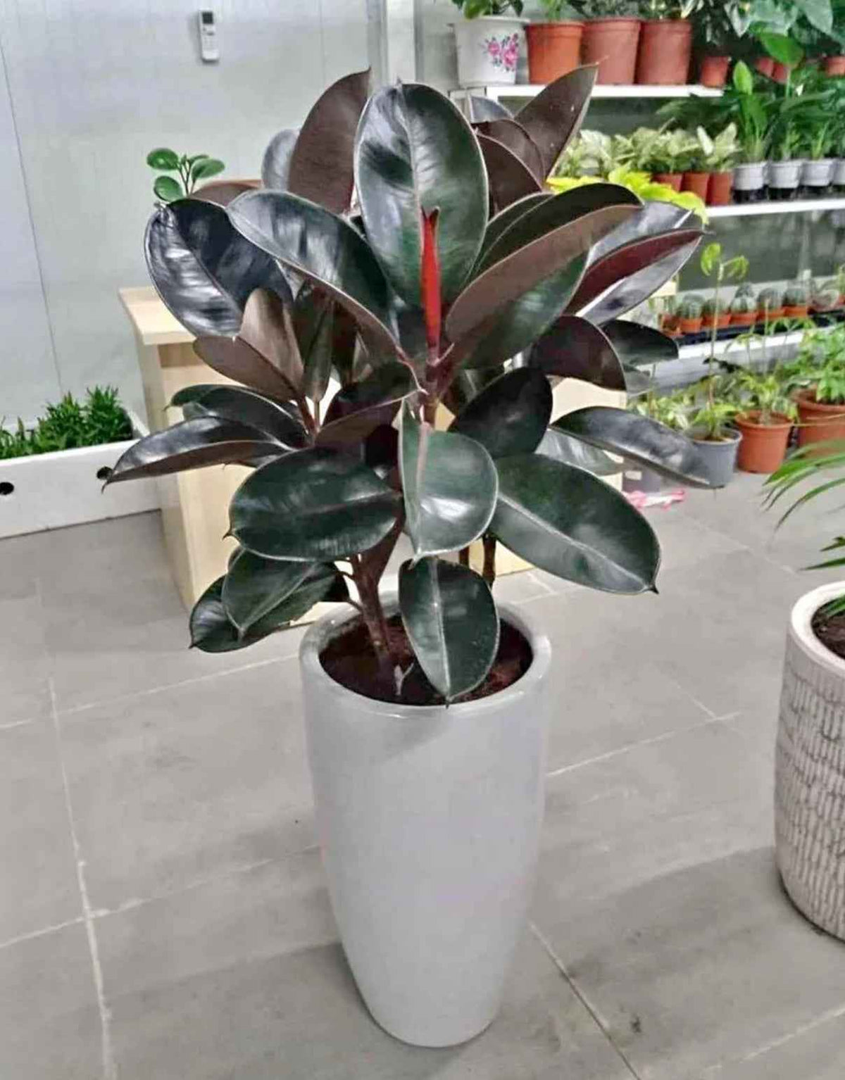 Potted Rubber Plant 3PP 100cm-110cm in CERAMIC Pot | indoor plant | PlantMartUAE.com