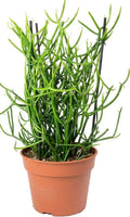 Pencil Cactus Or Firestick Plant