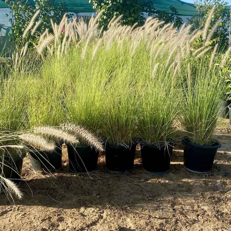 Pennisetum Grass / Pennisetum Setaceum