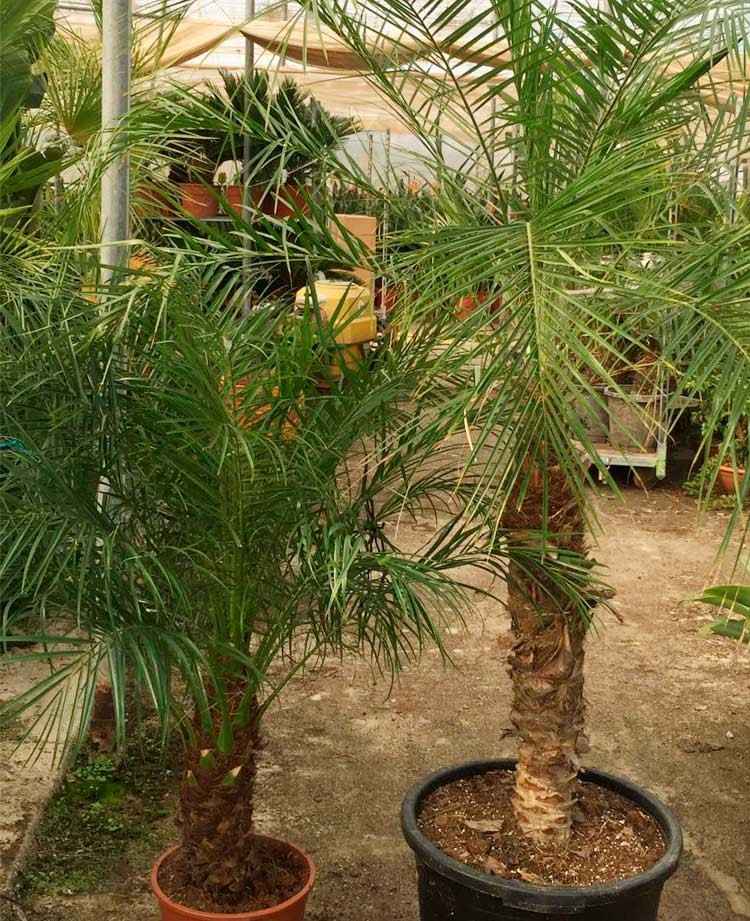 Phoenix Roebelenii 60cm - 80cm