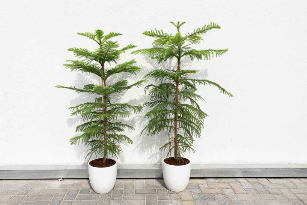 Araucaria Heterophylla (Norfolk Island Pine) 100cm to 120 cm