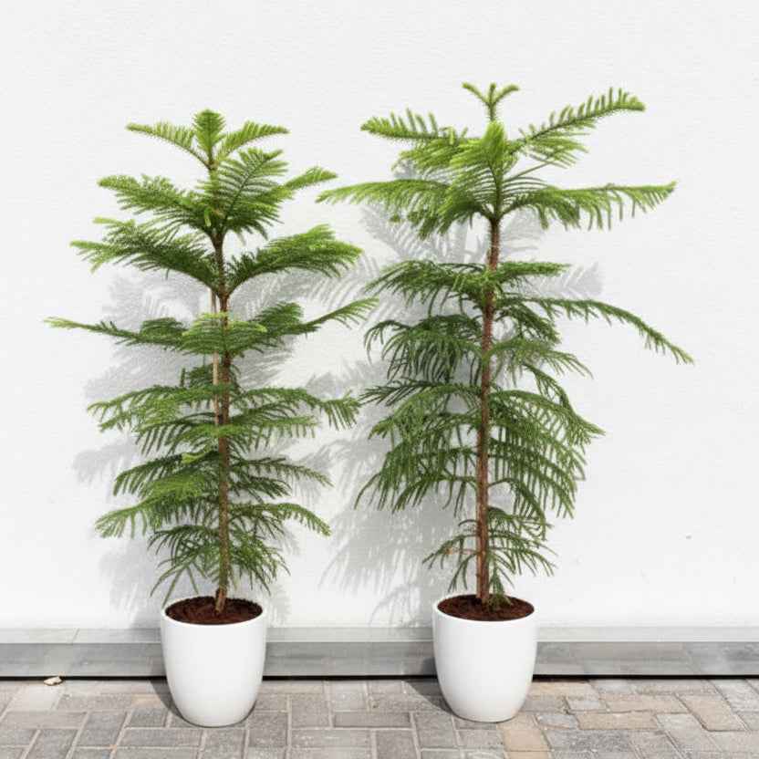 2PCS Potted COMBO : Pine tree in Ceramic Pots
