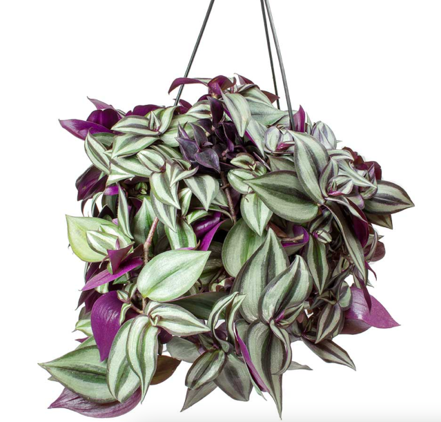 Tradescantia Zebrina Purpusii LARGE 30-40CM - Bushy